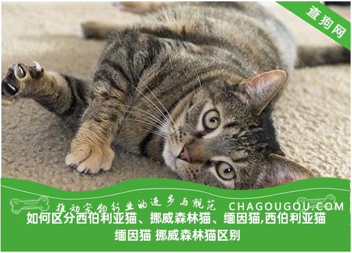 如何区分西伯利亚猫、挪威森林猫、缅因猫,西伯利亚猫 缅因猫 挪威森林猫区别